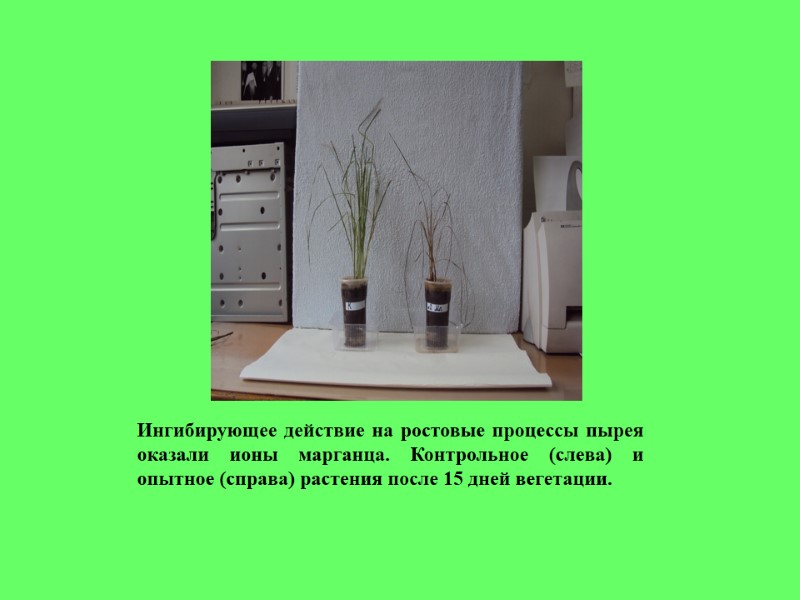 Ингибирующее действие на ростовые процессы пырея оказали ионы марганца. Контрольное (слева) и опытное (справа)